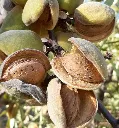 AMANDES SUR ARBRE.webp
