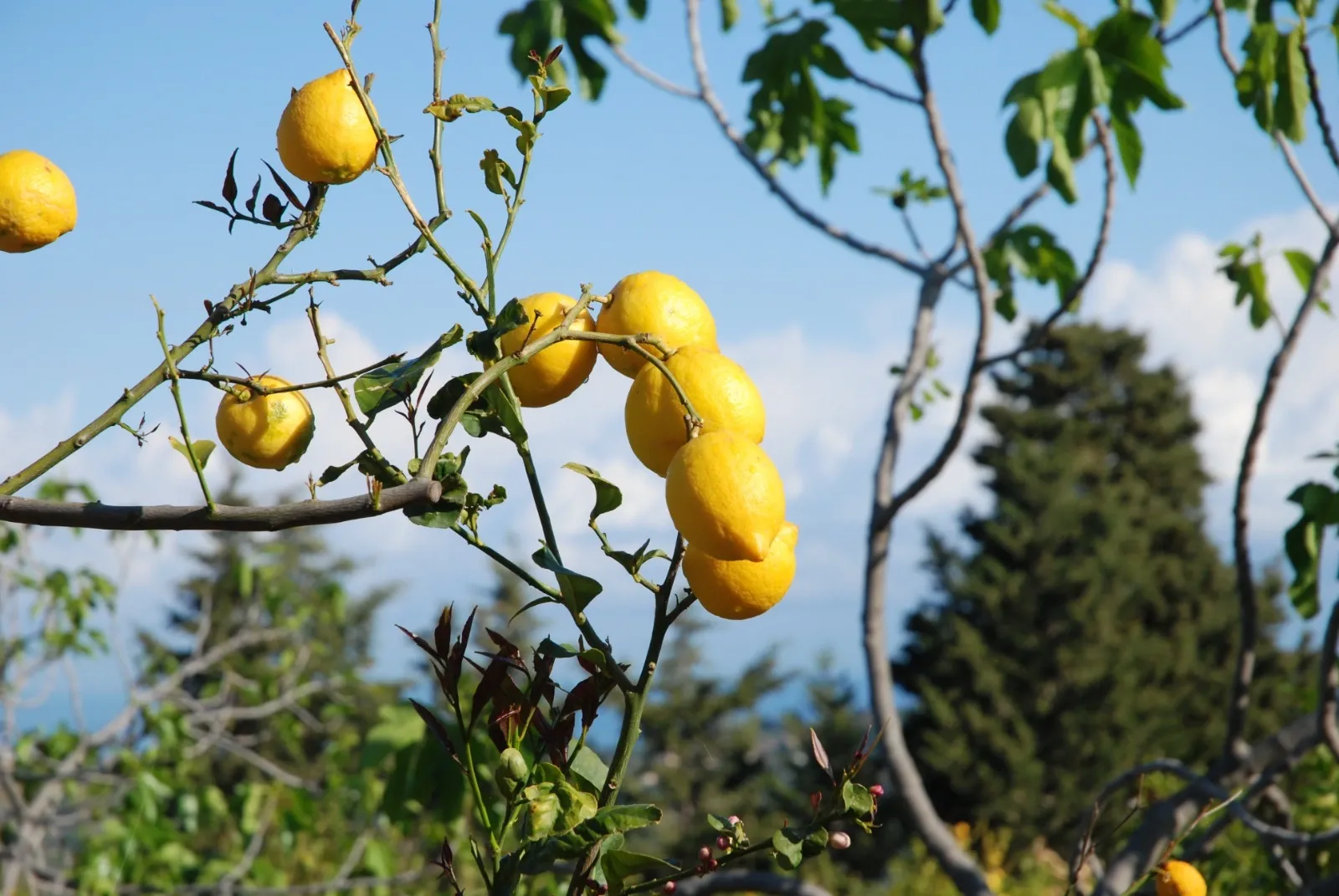 CITRONS BIO CEFALA CAISSE DE 6KG