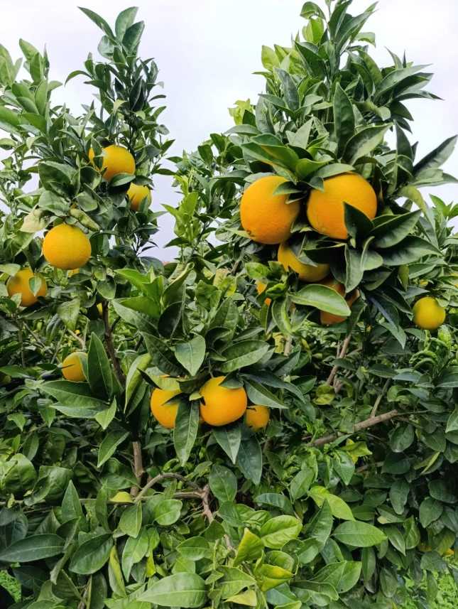 ORANGES CAMMARATA KG